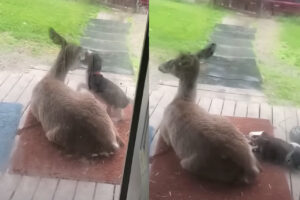 庭で遊ぶ子犬とシカ。子犬はシカにすっかり懐ている！？【アメリカ・動画】