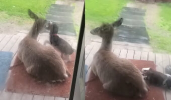 庭で遊ぶ子犬とシカ。子犬はシカにすっかり懐ている!?【アメリカ・動画】