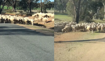 ヒツジたちの通勤ラッシュ！？ヒツジの群れが道いっぱいに広がっています！！【海外・動画】