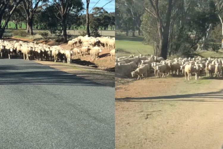 ヒツジたちの通勤ラッシュ！？ヒツジの群れが道いっぱいに広がっています！！【海外・動画】