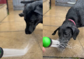 シャワーに向かってガブガブ！黒ラブの子犬の水遊び！！【海外・動画】