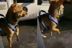 お散歩している気分？抱っこされた愛犬が宙で足をかいています！！【海外・動画】