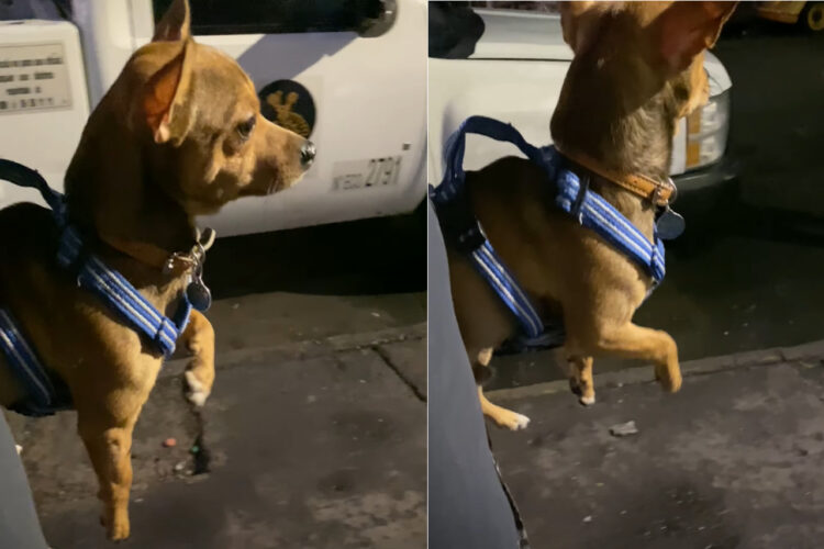 お散歩している気分？抱っこされた愛犬が宙で足をかいています！！【海外・動画】