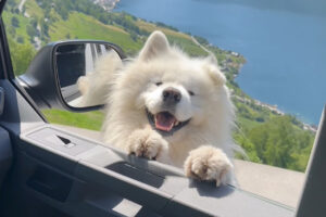 サモエドが上機嫌なのがよくわかる！耳がピコピコ踊るように動いています！！【海外・動画】