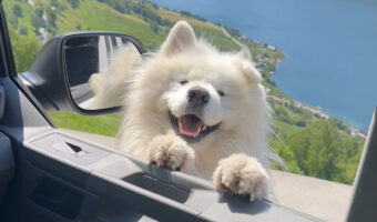 サモエドが上機嫌なのがよくわかる！耳がピコピコ踊るように動いています！！【海外・動画】