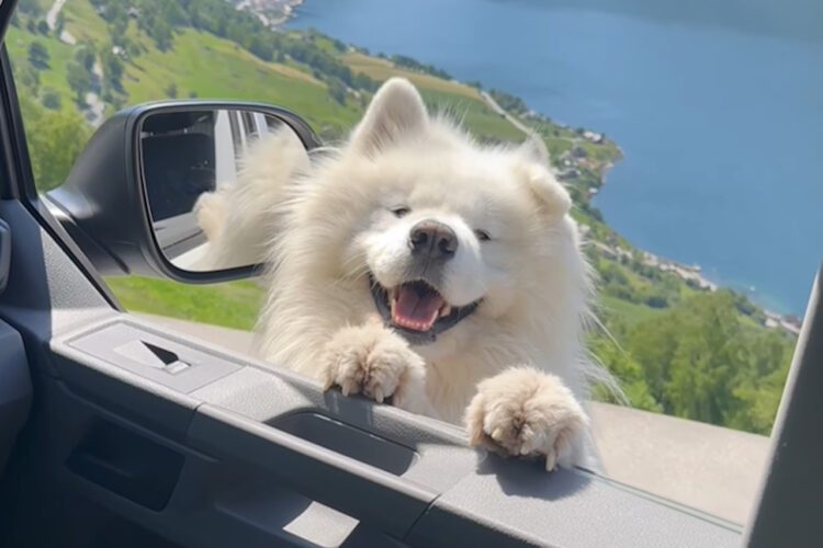 サモエドが上機嫌なのがよくわかる！耳がピコピコ踊るように動いています！！【海外・動画】