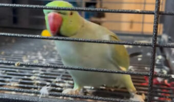 お掃除に合わせてキュッキュッキュッ!!インコが体を左右に揺らして踊ってる!!