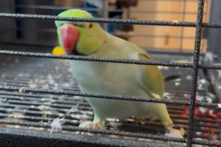 お掃除に合わせてキュッキュッキュッ！！インコが体を左右に揺らして踊ってる！！