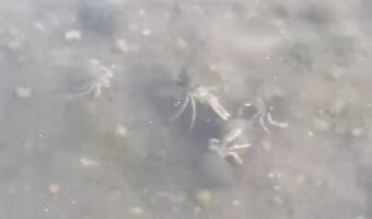 いい貝殻を巡ってケンカ中?ヤドカリたちが海中で争っている真ん中にあるのは・・貝殻!!