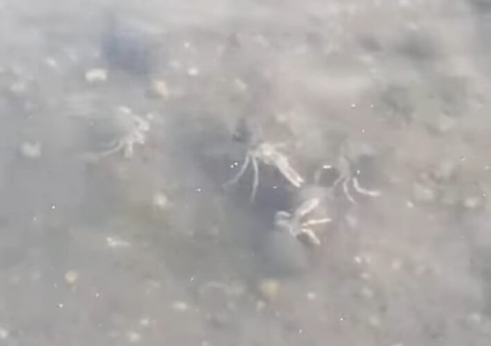 いい貝殻を巡ってケンカ中？ヤドカリたちが海中で争っている真ん中にあるのは・・貝殻！！