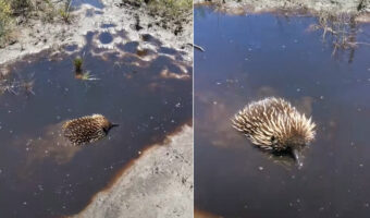 水たまりにイガグリが浮かんでいる！と思ったら・・、違います！その正体は身を隠そうとしている『ある生き物』でした！！