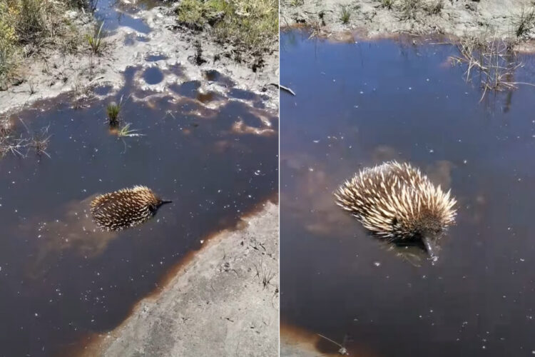 水たまりにイガグリが浮かんでいる！と思ったら・・、違います！その正体は身を隠そうとしている『ある生き物』でした！！