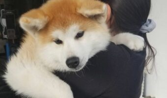 秋田犬は成長が早い！生後4ヶ月の秋田犬の赤ちゃんが大きくて可愛いと話題に！「おっきい！！でっかわ！ 」