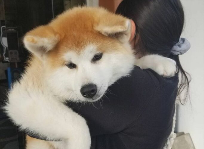 秋田犬は成長が早い！生後4ヶ月の秋田犬の赤ちゃんが大きくて可愛いと話題に！「おっきい！！でっかわ！ 」