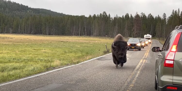 アメリカ・イエローストーン国立公園の車道に渋滞が！渋滞の原因はまさかのバイソン！？