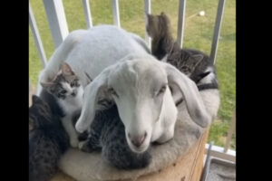 ヤギが子守りをしているのは・・、小さな子猫たち！！みんなでぎゅっと身を寄せ合っているのがとってもかわいい！！