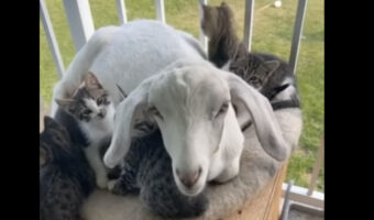ヤギが子守りをしているのは・・、小さな子猫たち!!みんなでぎゅっと身を寄せ合っているのがとってもかわいい!!