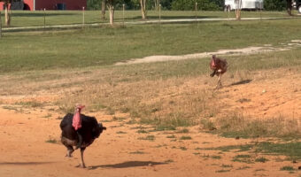 全力で走ってくる七面鳥たち。この子達の狙いは・・、大好きな『ある食べ物』です！！【アメリカ・動画】
