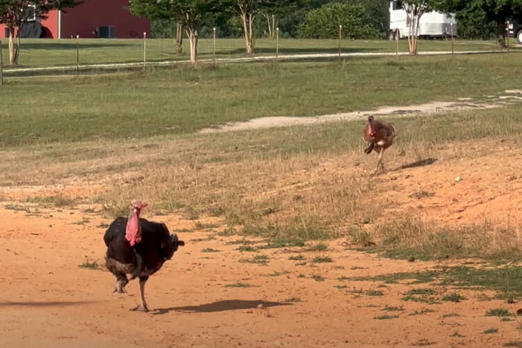 全力で走ってくる七面鳥たち。この子達の狙いは・・、大好きな『ある食べ物』です！！【アメリカ・動画】