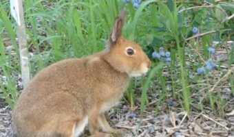 「小さくてかわいい従業員さん、いつもありがとう」ブルーベリーを食べて仕事のお手伝いをしてくれるうさぎさんに反響!