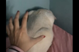 部屋の隅でじっと丸くなっている猫。この子の背中をポンッとタッチしたら・・【海外・動画】