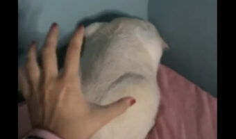 部屋の隅でじっと丸くなっている猫。この子の背中をポンッとタッチしたら・・【海外・動画】