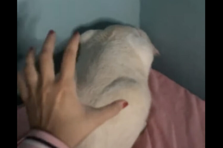 部屋の隅でじっと丸くなっている猫。この子の背中をポンッとタッチしたら・・【海外・動画】