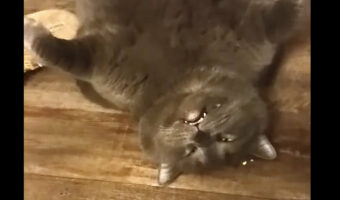ぬいぐるみやキャラクターみたいだけど・・。この猫、あおむけになって半目で寝ているだけなんです!!【アメリカ・動画】