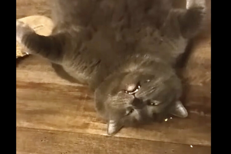 ぬいぐるみやキャラクターみたいだけど・・。この猫、あおむけになって半目で寝ているだけなんです！！【アメリカ・動画】