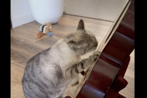 猫がギターを弾く！？弦をくわえて音を上手に奏でています！！【海外・動画】