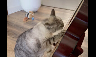 猫がギターを弾く!?弦をくわえて音を上手に奏でています!!【海外・動画】