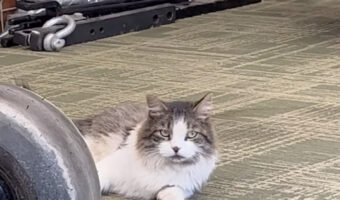 ふたりはお友達なの!?勤務中の看板猫が遊んでいた小さなお友達とは・・!!【アメリカ・動画】