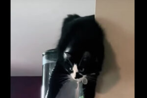 もしかして、おなかが空いて狙っている！？猫が抱きつき中をじっと見つめるそこにいたのは・・！！