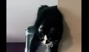 もしかして、おなかが空いて狙っている!?猫が抱きつき中をじっと見つめるそこにいたのは・・!!