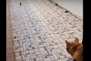 猫たちの思惑が台無し！通路の先にいる鳥を狙ってじっとしていたら・・まさかの事態に！！【海外・動画】