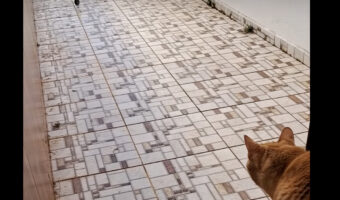 猫たちの思惑が台無し!通路の先にいる鳥を狙ってじっとしていたら・・まさかの事態に!!【海外・動画】