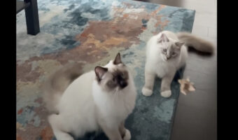 揺れるオモチャをキャッチしようとジャンプした猫。取るのに失敗した上に、更なるハプニングまで！！