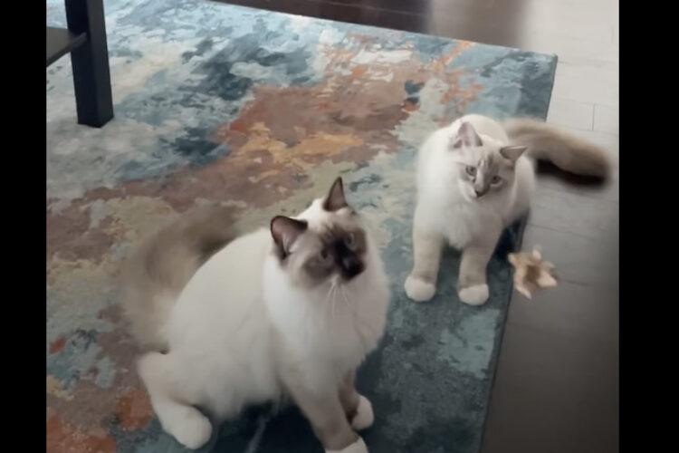 揺れるオモチャをキャッチしようとジャンプした猫。取るのに失敗した上に、更なるハプニングまで！！