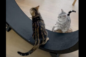 キャットホイールを全力で走りたい子猫。ところがきょうだいが邪魔をしてくるので満足に走れません！！【海外・動画】