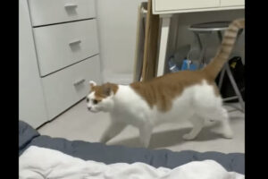 部屋に入ってきた猫がベッドにいる猫に飛びかかるのかと思いきや！まさかの方向に飛んできて飼い主さんもビックリ！！【海外・動画】