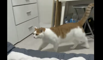 部屋に入ってきた猫がベッドにいる猫に飛びかかるのかと思いきや!まさかの方向に飛んできて飼い主さんもビックリ!!【海外・動画】