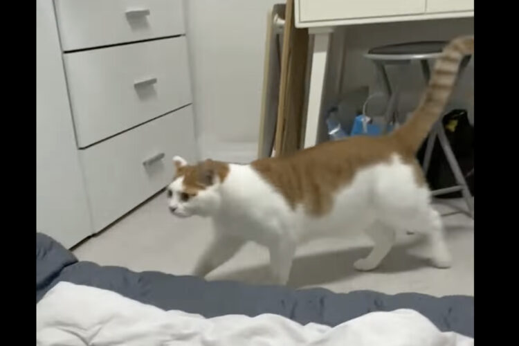 部屋に入ってきた猫がベッドにいる猫に飛びかかるのかと思いきや！まさかの方向に飛んできて飼い主さんもビックリ！！【海外・動画】