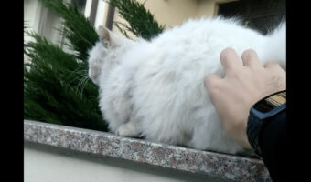 そんな場所でごろりとリラックスしちゃダメだよ！ワシャワシャされた猫が寝転がろうとしたその場所は・・！！【海外・動画】