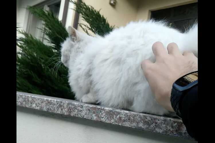 そんな場所でごろりとリラックスしちゃダメだよ！ワシャワシャされた猫が寝転がろうとしたその場所は・・！！【海外・動画】