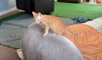 ロデオする子猫。そのお相手は大きいブタです!!だけどある理由からロデオは中止になりました・・【アメリカ・動画】