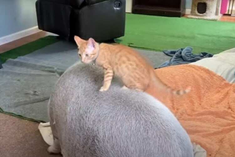 ロデオする子猫。そのお相手は大きいブタです！！だけどある理由からロデオは中止になりました・・【アメリカ・動画】