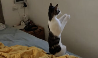 窓に向かって両手を合わせる猫。その姿はまるで神様にお願い事をしているみたいですが??【海外・動画】