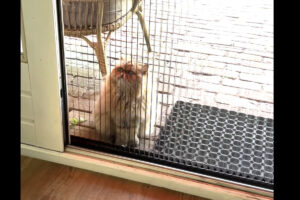 窓辺でじっとしてお家に入りたがっている猫。だけどその窓・・、ずっと開いてるよ！！【海外・動画】