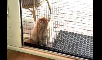 窓辺でじっとしてお家に入りたがっている猫。だけどその窓・・、ずっと開いてるよ！！【海外・動画】