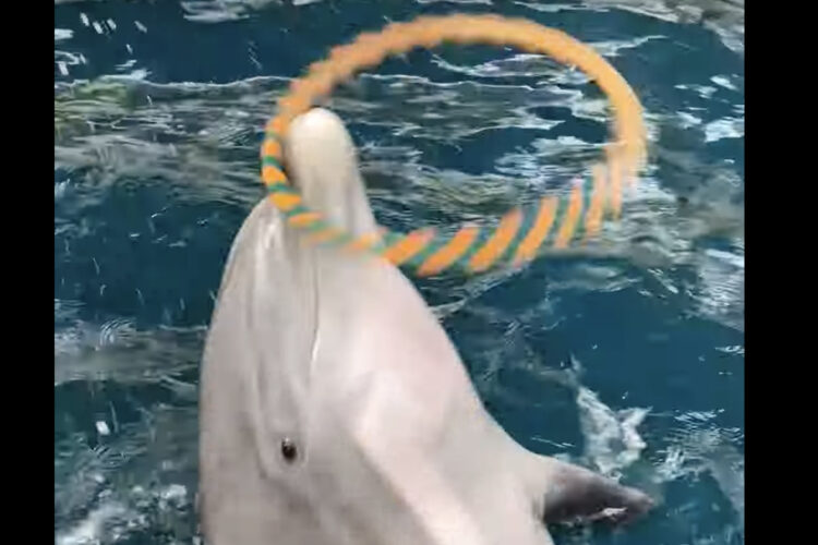 イルカの特技にビックリ！特徴的なくちばしでフラフープを披露！？【アメリカ・動画】